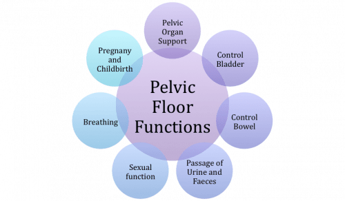 500px-Pelvic_Floor_Functions 500px-Pelvic_Floor_Functions